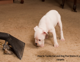 How to Tackle Cat and Dog Poo Stains