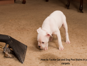 How to Tackle Cat and Dog Poo Stains