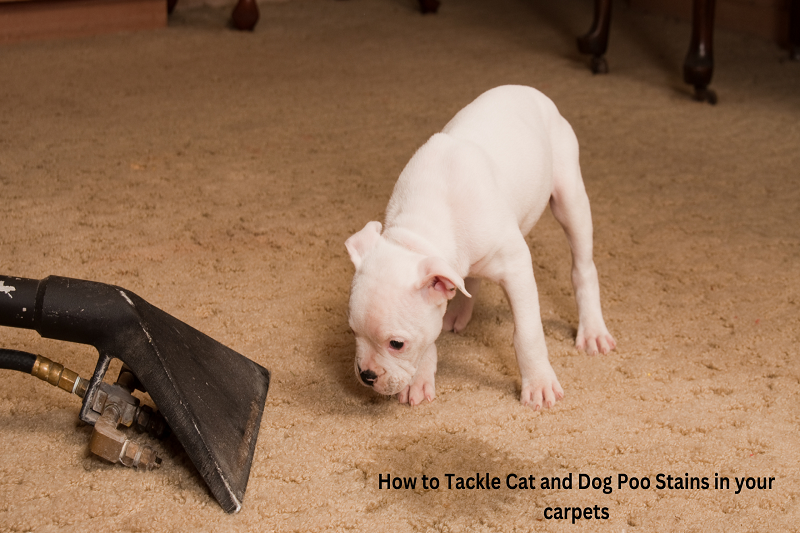 How to Tackle Cat and Dog Poo Stains